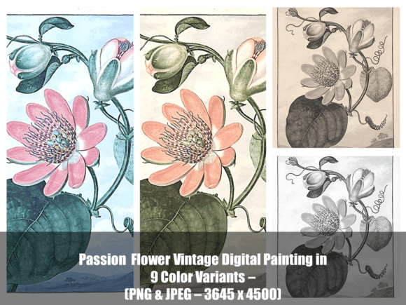 Download Passion  Flower Vintage Digital Painting - Vintage Collection